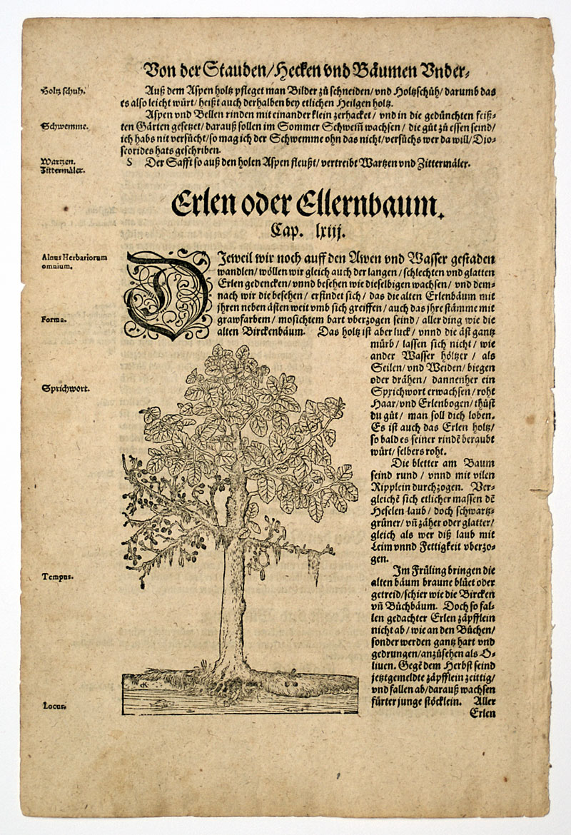 H Bock c. 1546 1st Edition - Aspen & Alder Tree with creatures!