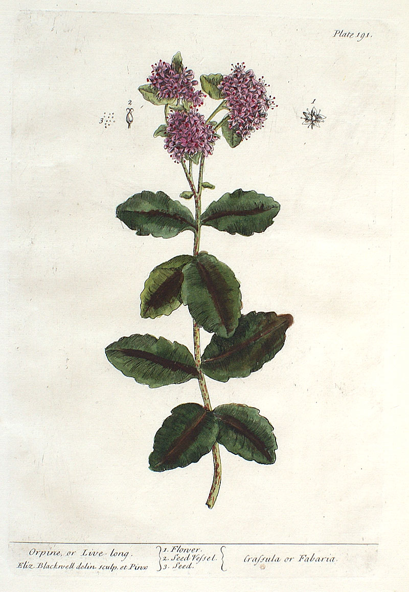Elizabeth Blackwell - 1739 First Edition - Orpine, Crassula