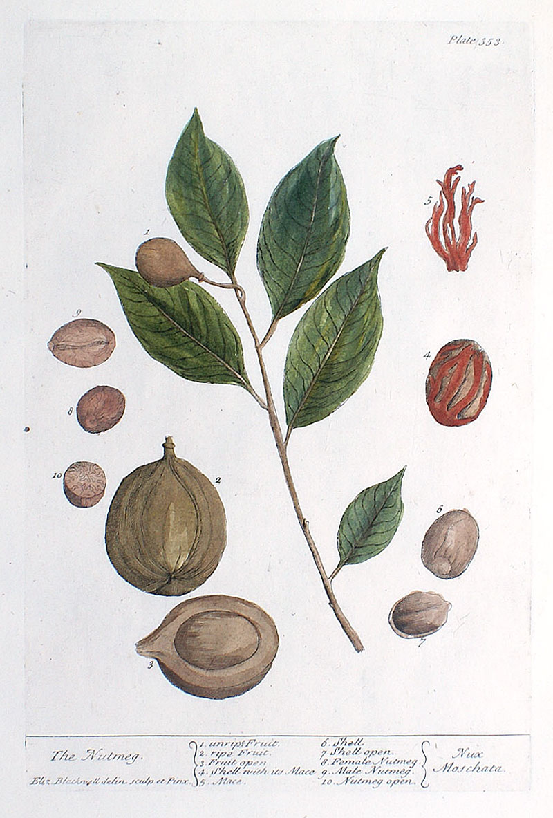 Elizabeth Blackwell - 1739 First Edition - Nutmeg