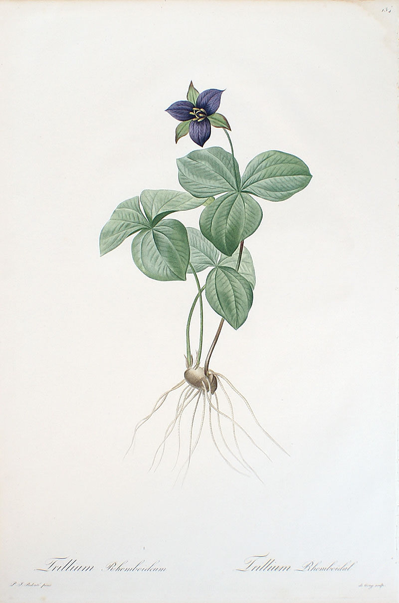 Redoute - Original Floral from Les Liliacees - Trillium