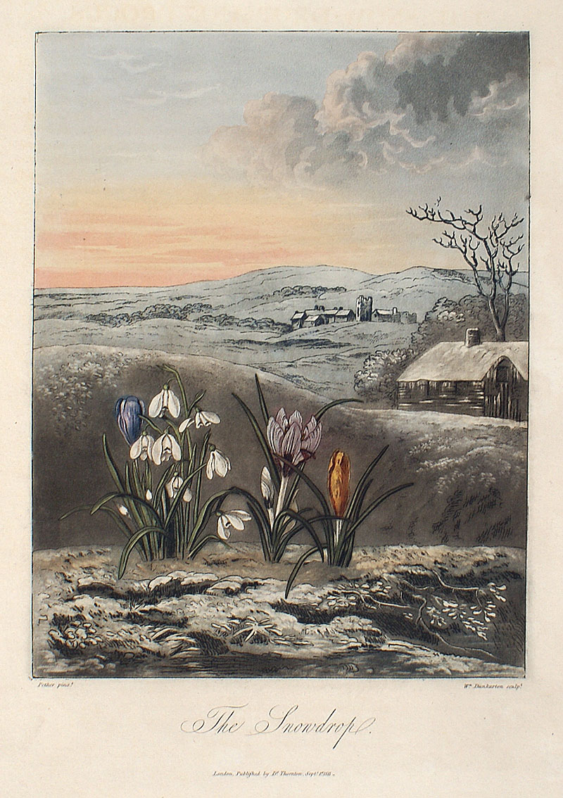 Thornton's Temple of Flora c. 1812 - Snowdrop