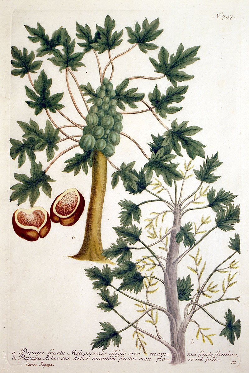 Weinmann Papaya - c 1737-45 - original mezzotint