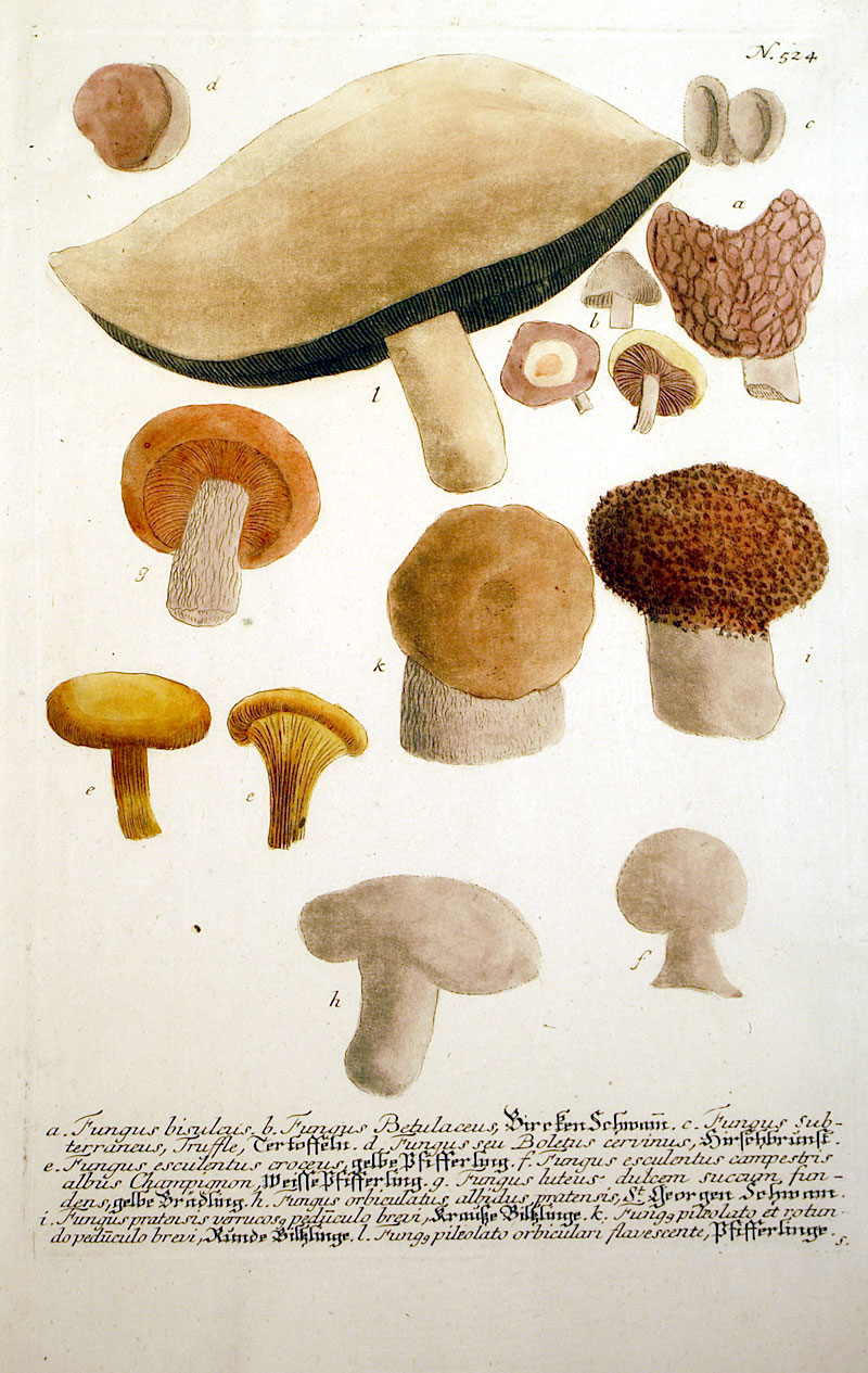 Weinmann Mushrooms - c 1737-45 - original mezzotint