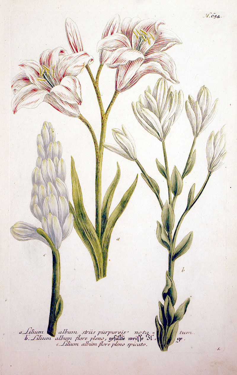 Weinmann Lilies - c 1737-45 - Original mezzotint