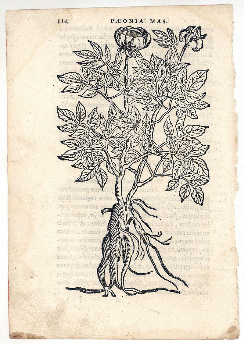 Original 16th Century Botanical Woodcut - Peony - by Dodoens