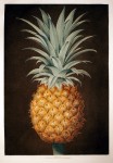 BROOKSHAW PINEAPPLE  - Published in London, c. 1807 - Smooth Leaved Green Antigua Pineapple – Plate XLIV
