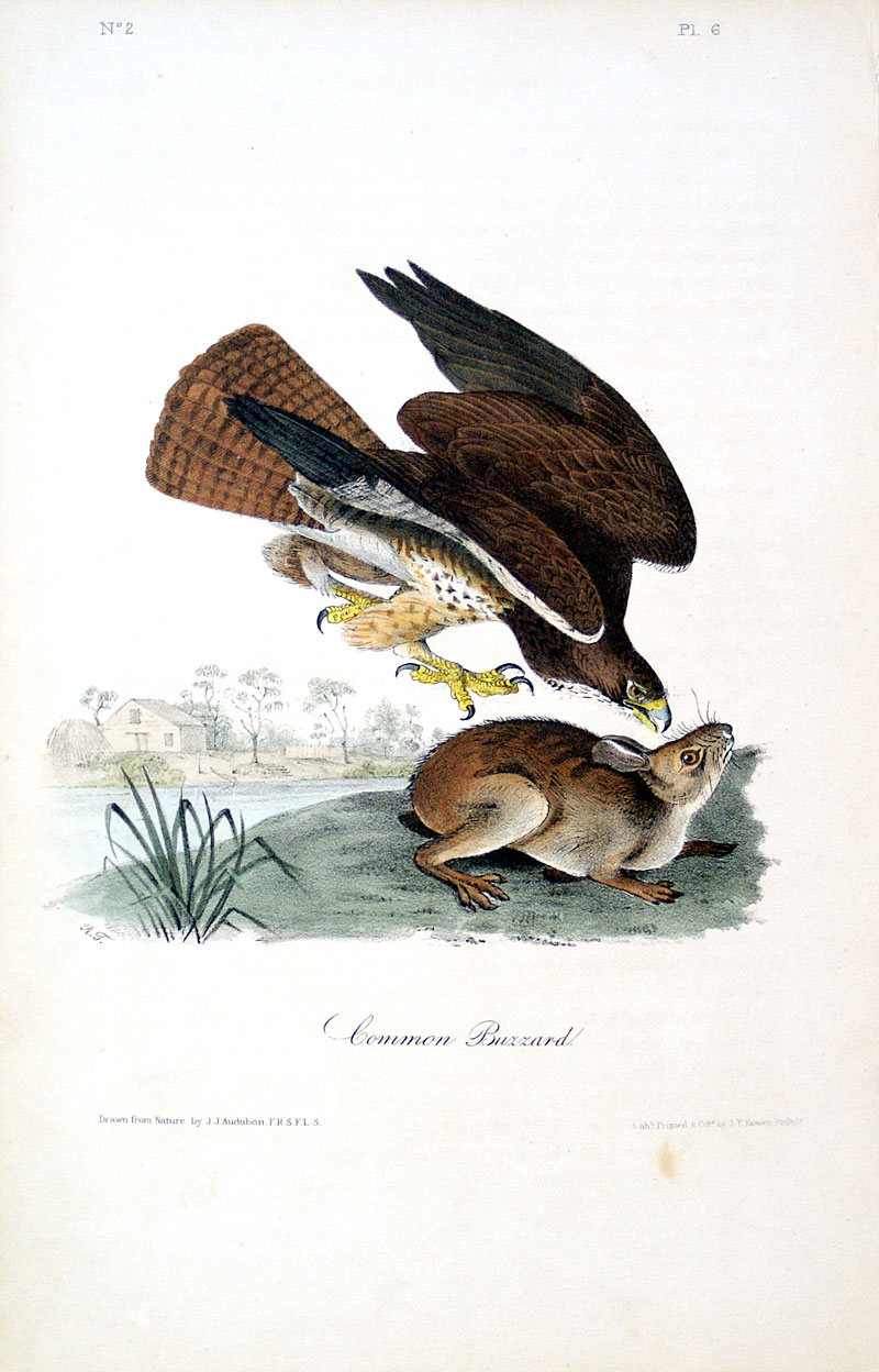 Audubon Common Buzzard - Swainson's Hawk 1840-44