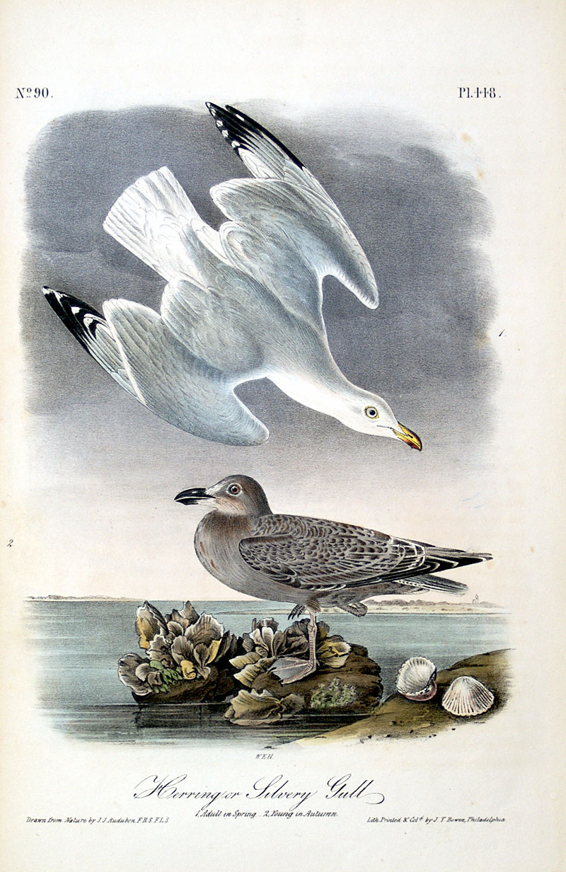 Audubon Herring Gull - First Octavo Edition - 1840-44