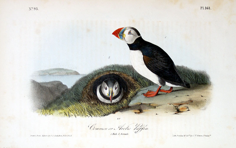 Ornithological - Bird Prints