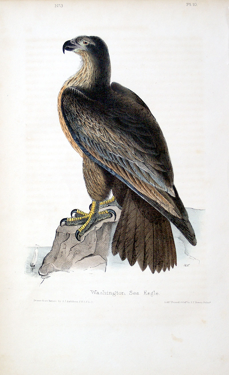 Audubon Bald Eagle - 