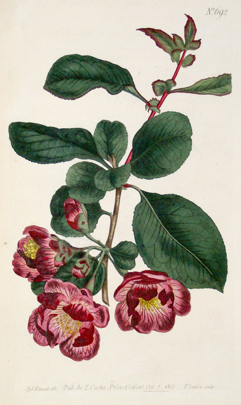 Curtis Botanical Engraving - 1803 - Japan Apple Tree