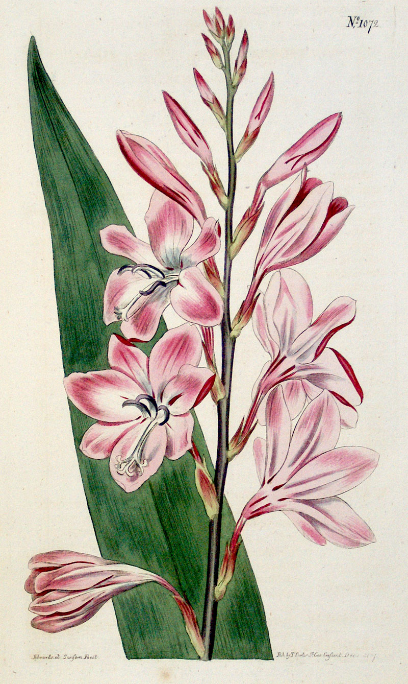 Curtis Botanical Engraving - 1807 - Dwarf Gladiolus