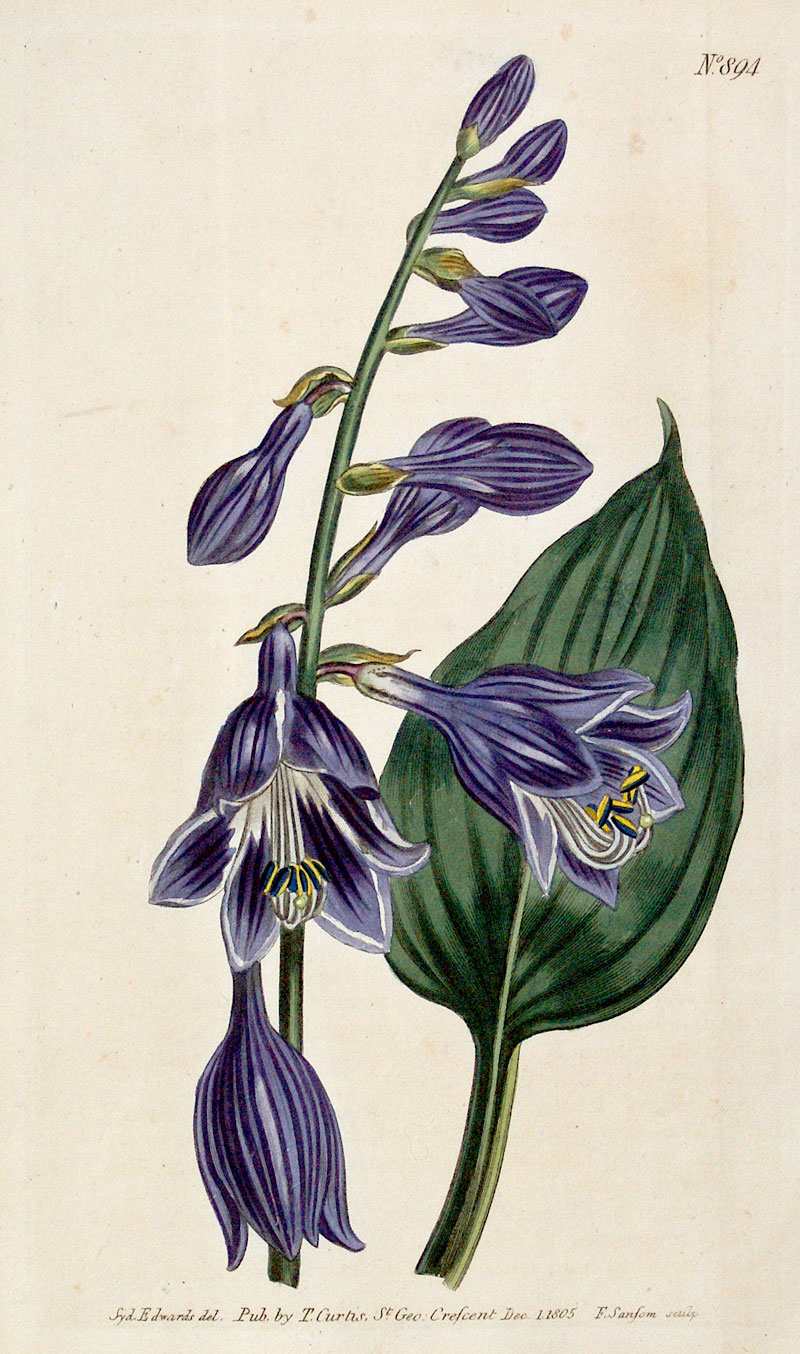 Curtis Botanical Engraving - 1805 - Chinese Day-Lily