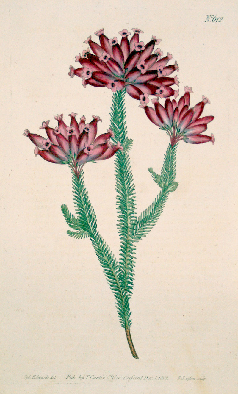 Curtis Botanical Engraving - 1802 - Nine-Pin Heath