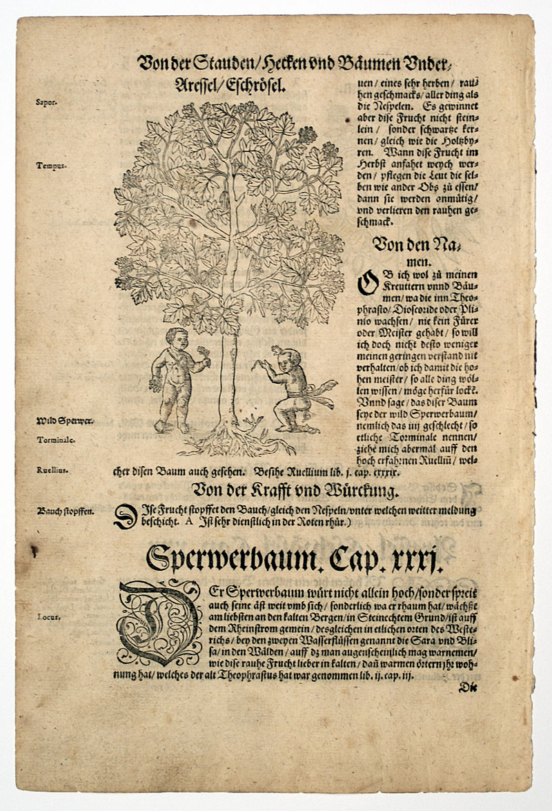 H Bock c. 1546 1st Edition -  Malbaum & Eschrosel Trees