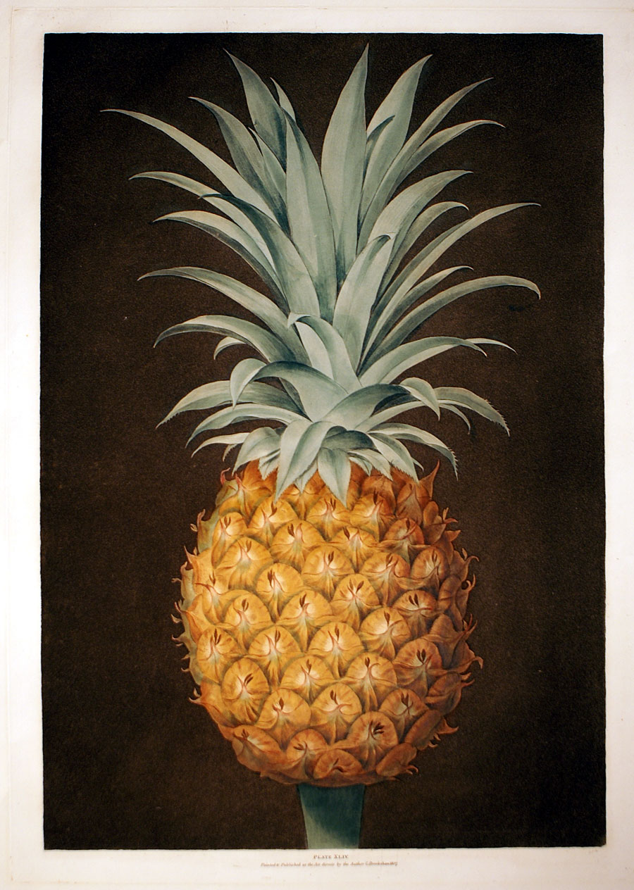 Brookshaw - Antigua Pineapple - 1807