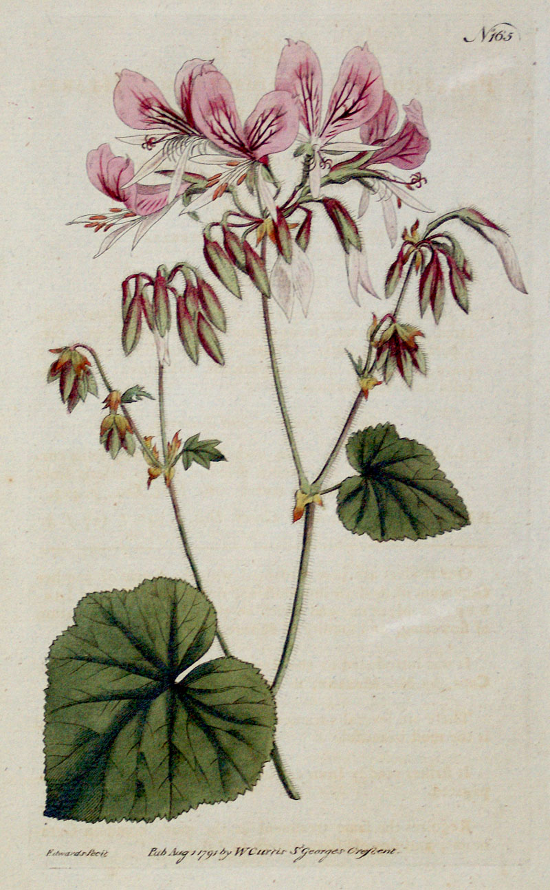 Curtis Botanical Engraving - 1791 - Heart-Leaved Geranium