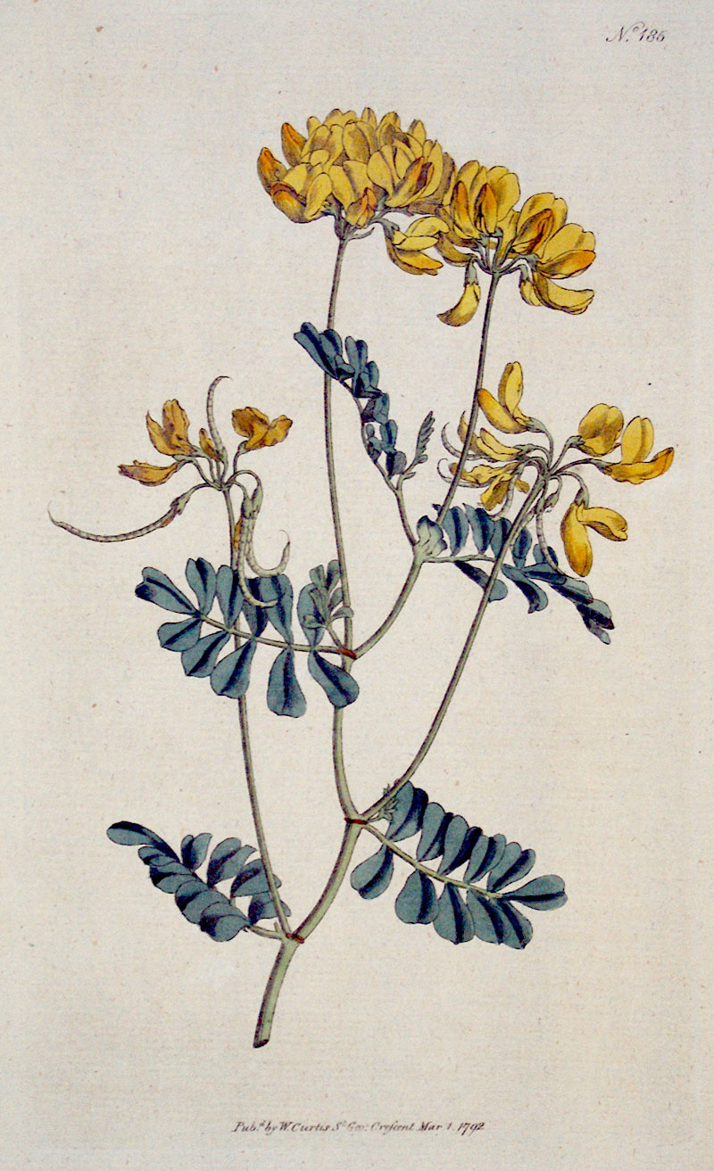 Curtis Botanical Engraving - 1792 - Rue-Leaved Coronilla