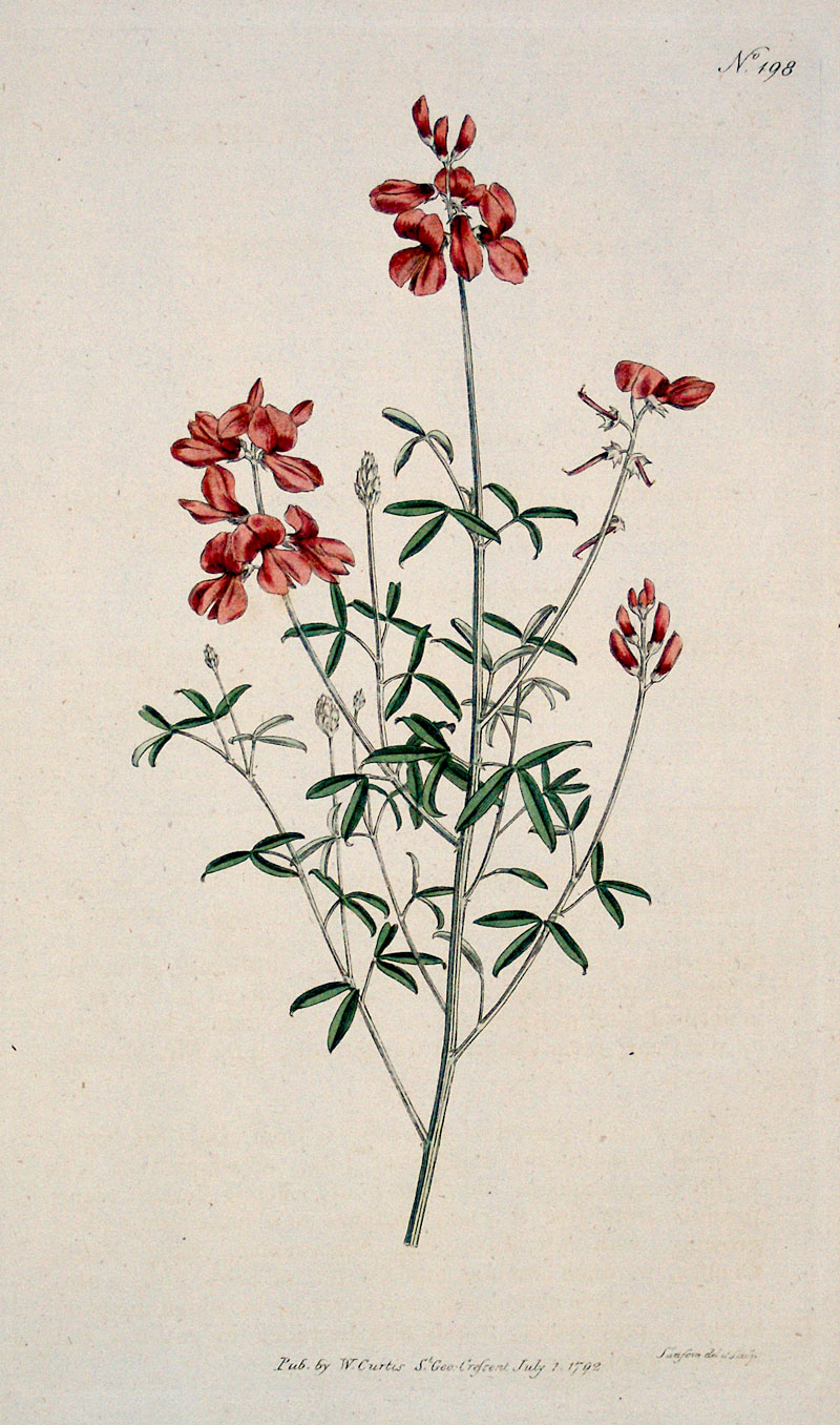 Curtis Botanical Engraving - 1792 - White-leaved Indigo