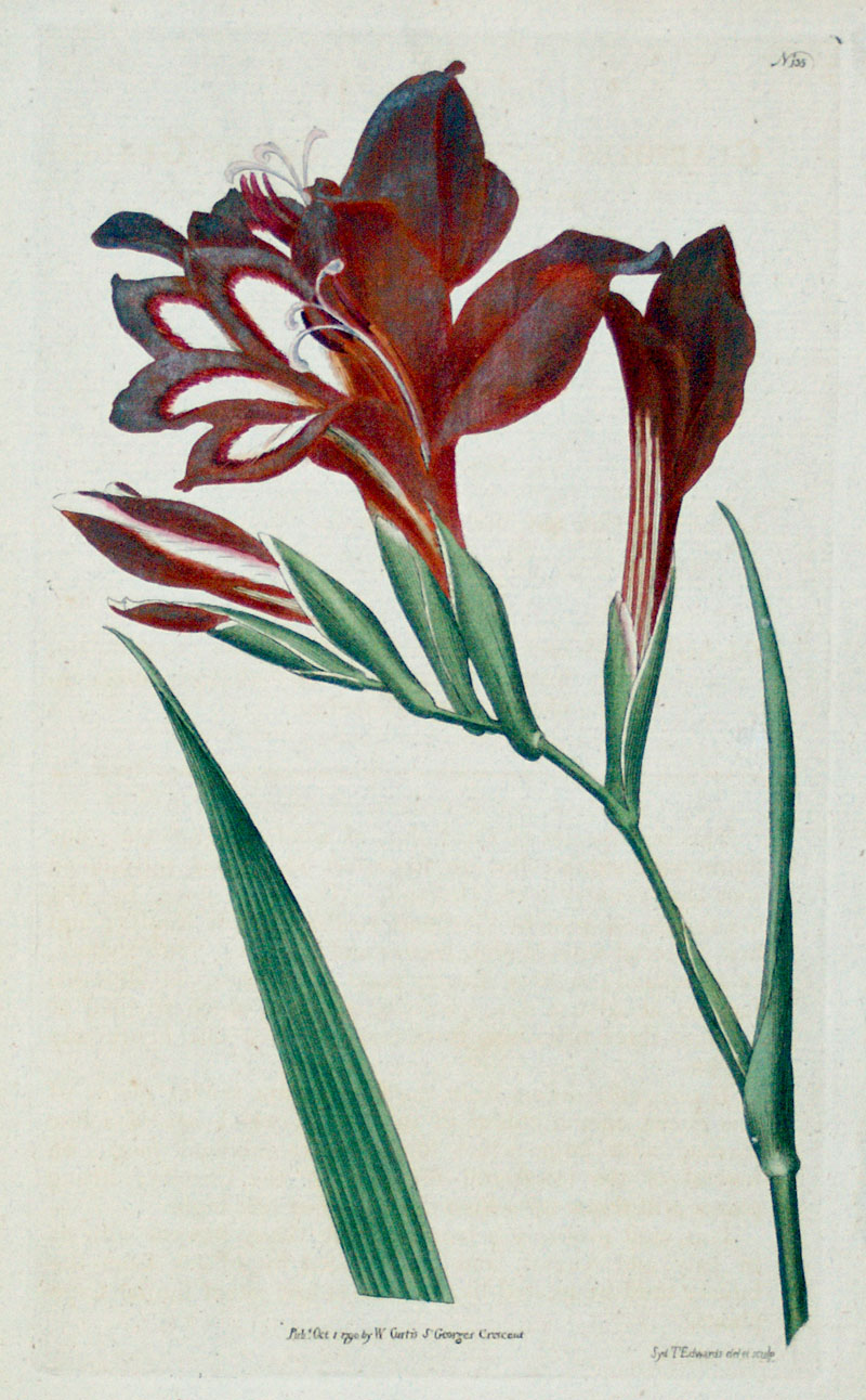 Curtis Botanical Engraving - 1790 - Gladiolus