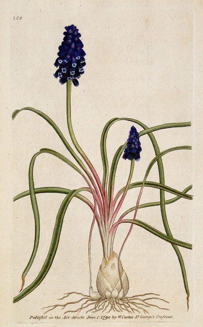Curtis Botanical Engraving - 1790 - Hyacinth