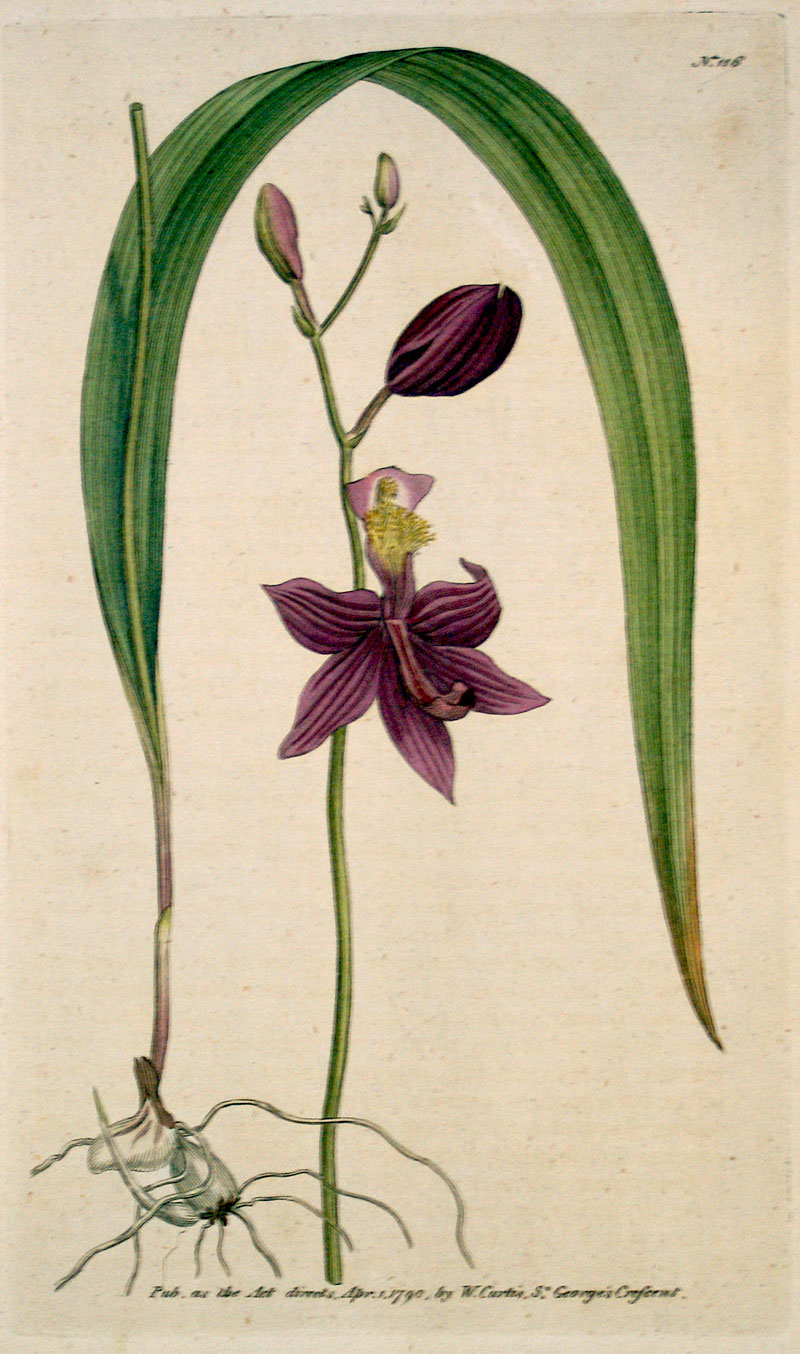 Curtis Botanical Engraving - 1790 - Grass Pink Orchid
