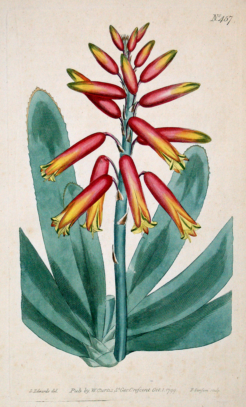 Curtis Botanical Engraving - 1799 - Fan Aloe
