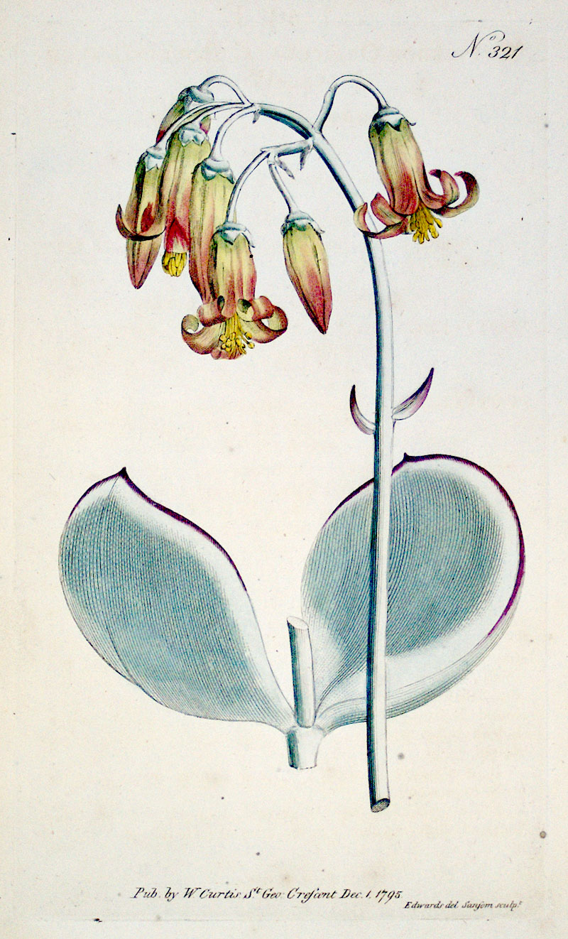 Curtis Botanical Engraving - 1795 - Pig's Ear