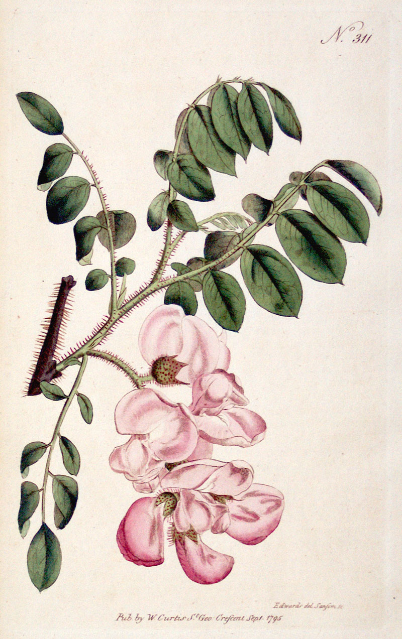 Curtis Botanical Engraving - 1795 - Rose Acacia - American