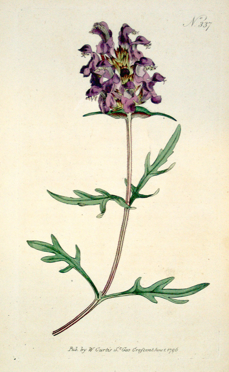 Curtis Botanical Engraving - 1796 - Great-Flowered Self-Heal