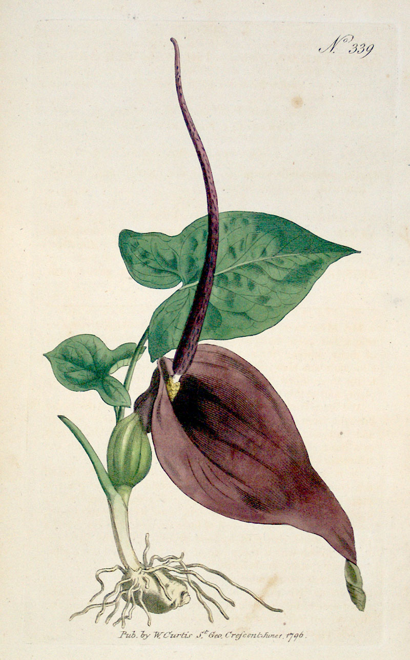 Curtis Botanical Engraving - 1796 - Arum