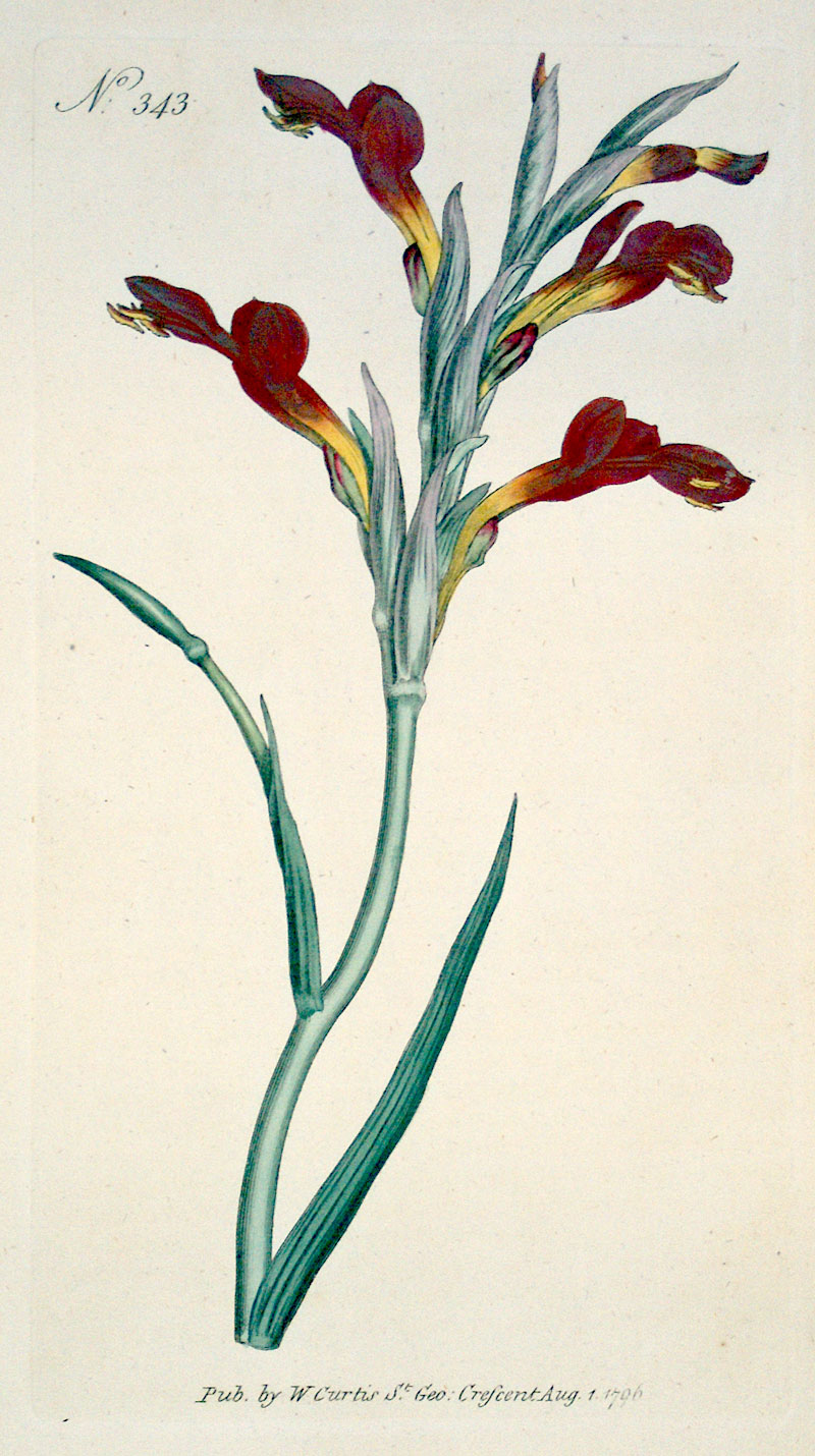 Curtis Botanical Engraving - 1796 - Spoon Flower