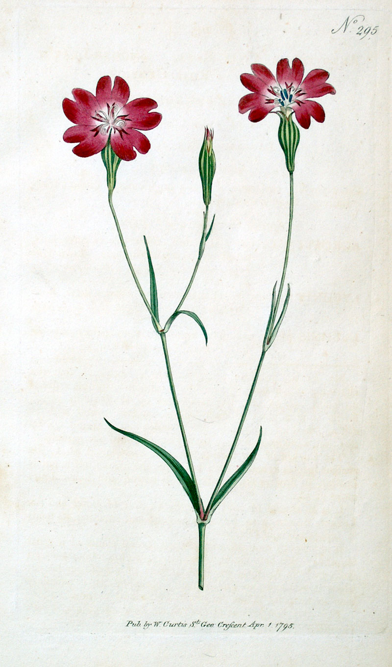 Curtis Botanical Engraving - 1795 - Rose of Heaven