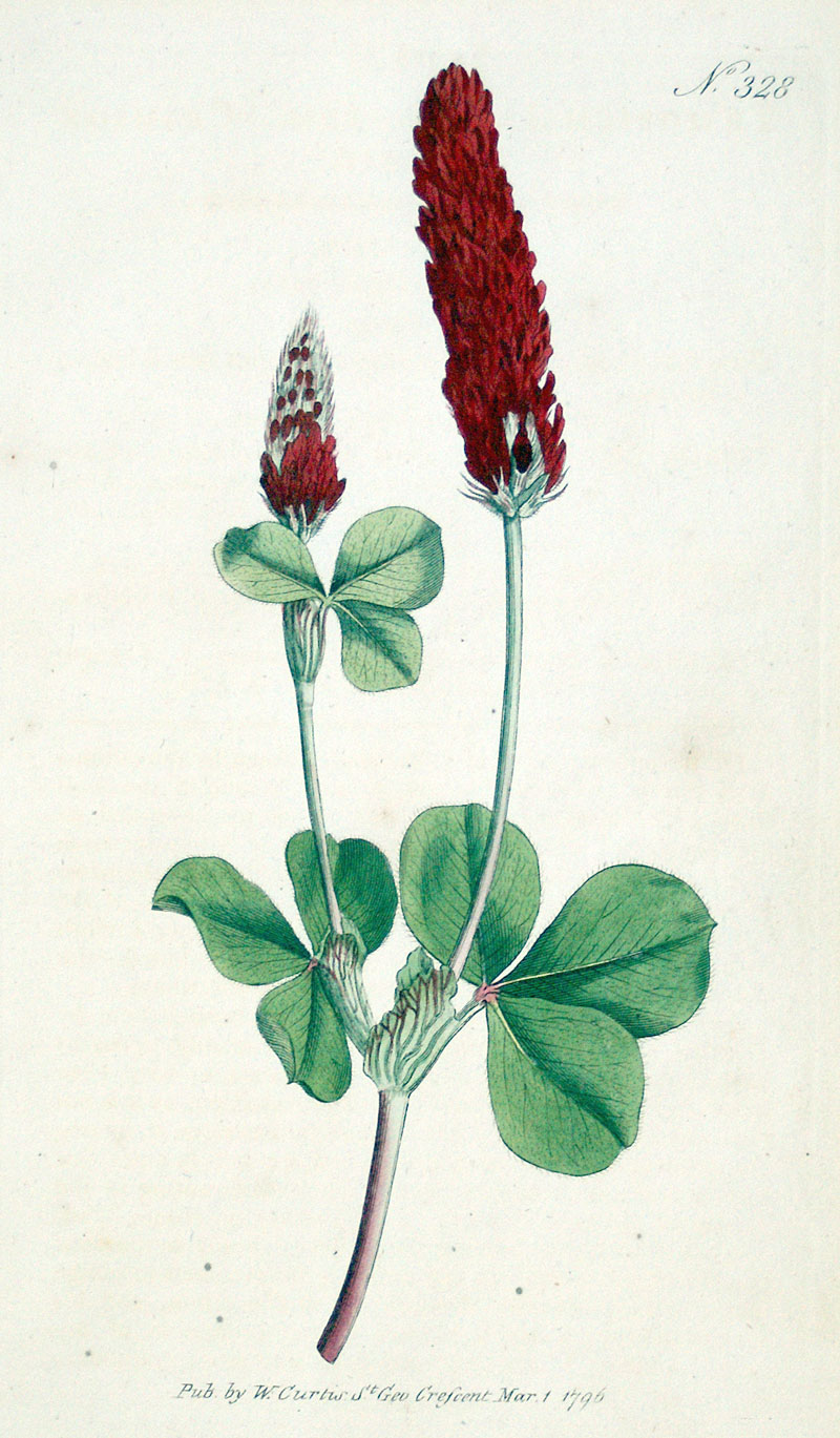Curtis Botanical Engraving - 1796 - Crimson Clover