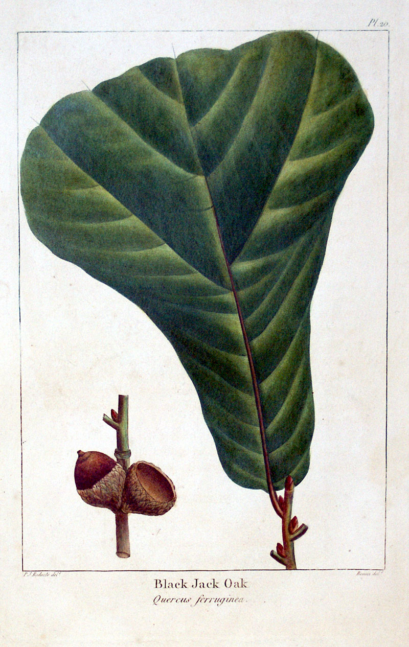 American Tree Leaves - 1857 - Michaux - Black Jack Oak