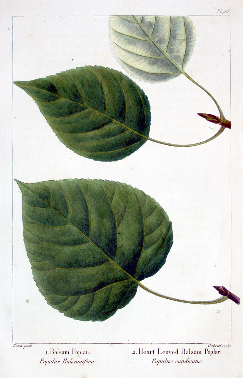American Tree Leaves - 1857 - Michaux - Balsam Poplar