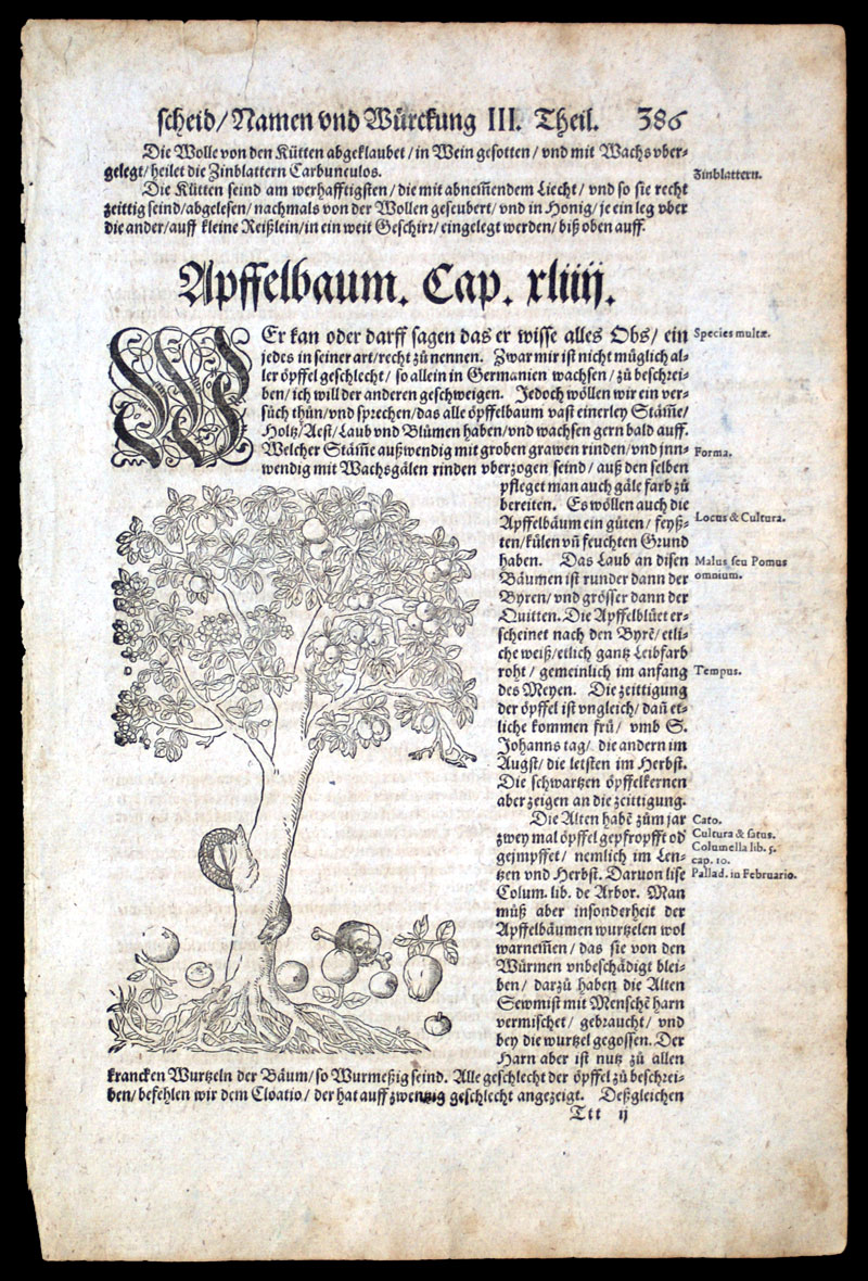 Apple Tree w Serpent and Adams Skull - 1546 Bock Herbal