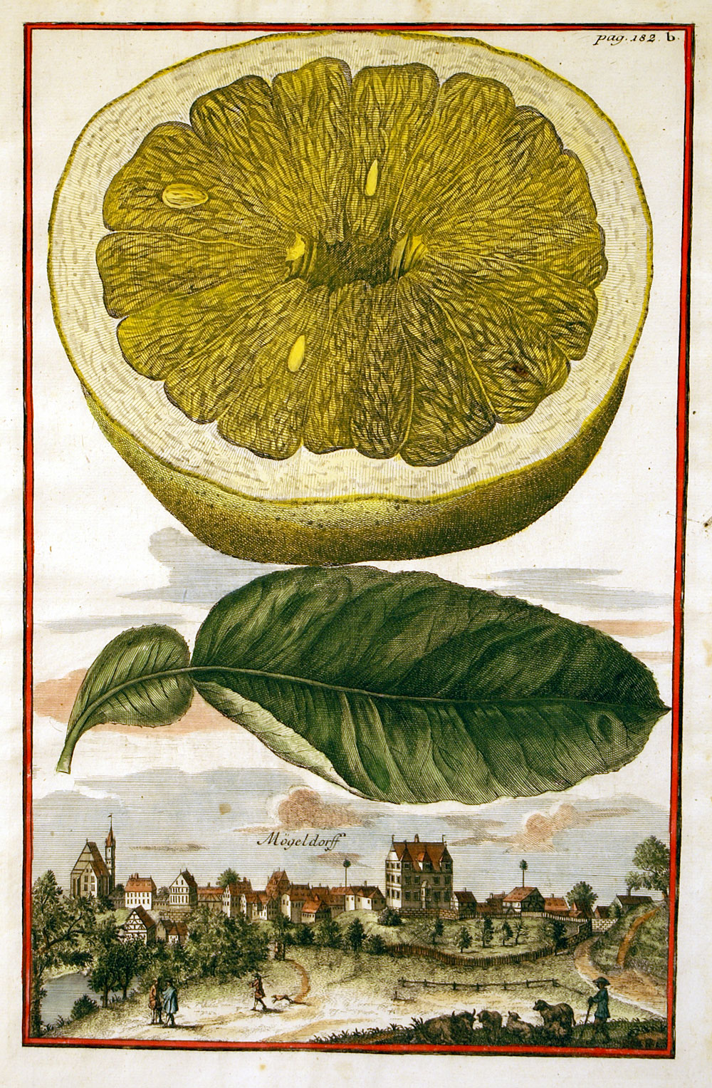Citrus c 1708 by Johann Christoph Volckamer