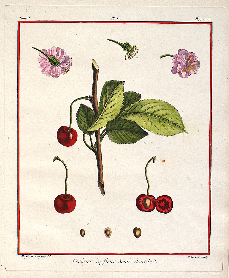 Duhamel - Traites des Arbres Fruitiers c. 1768 - Cherries