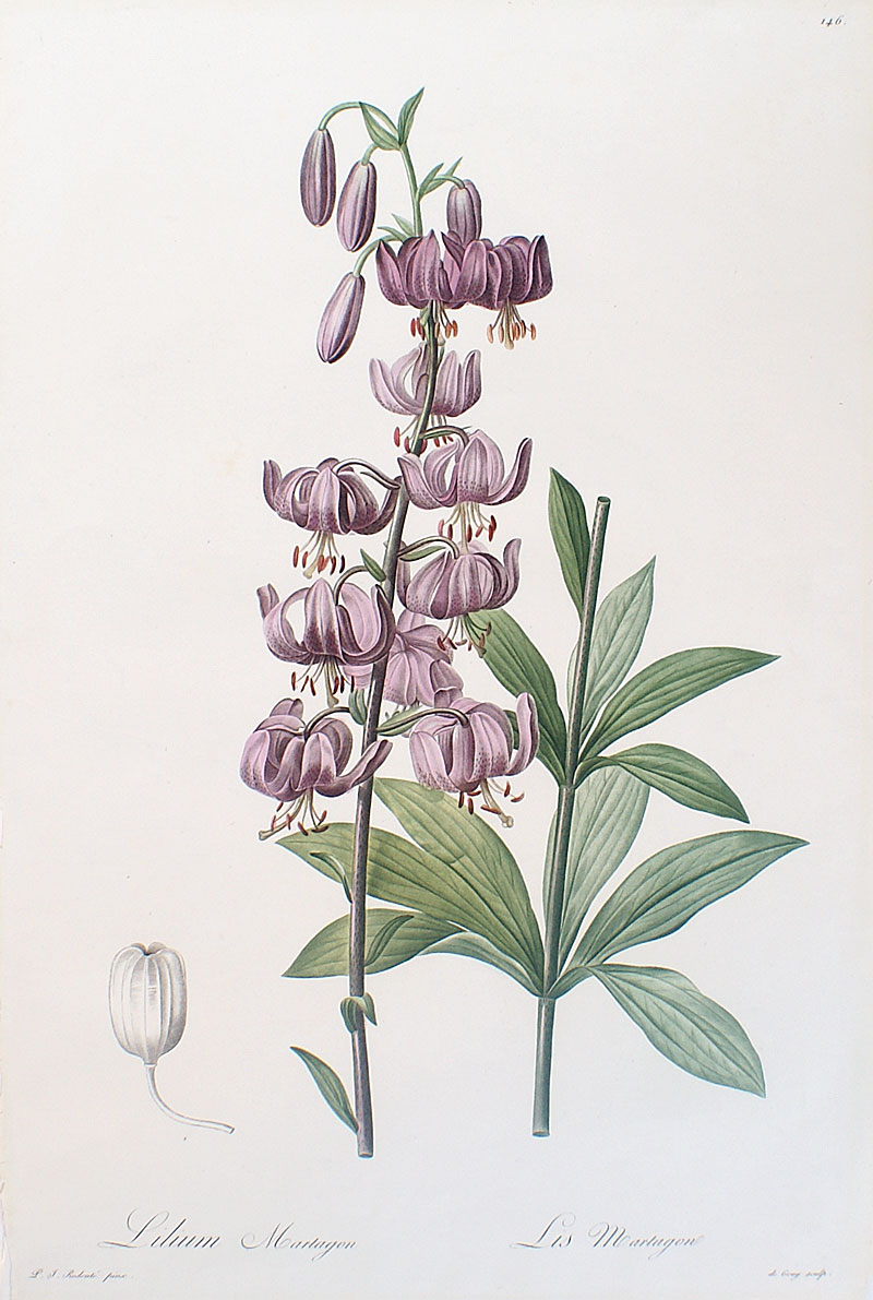 Redoute - Original Floral from Les Liliacees - Turk's Cap Lily