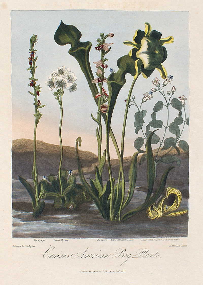 Thornton's Temple of Flora c. 1812 - Bog Plants