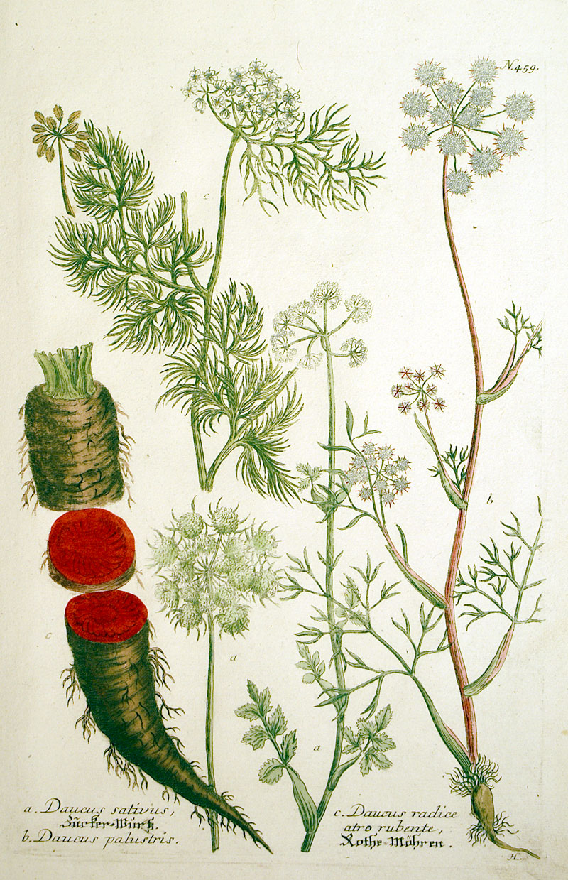 Weinmann Radishes - c 1737-45 - original mezzotint