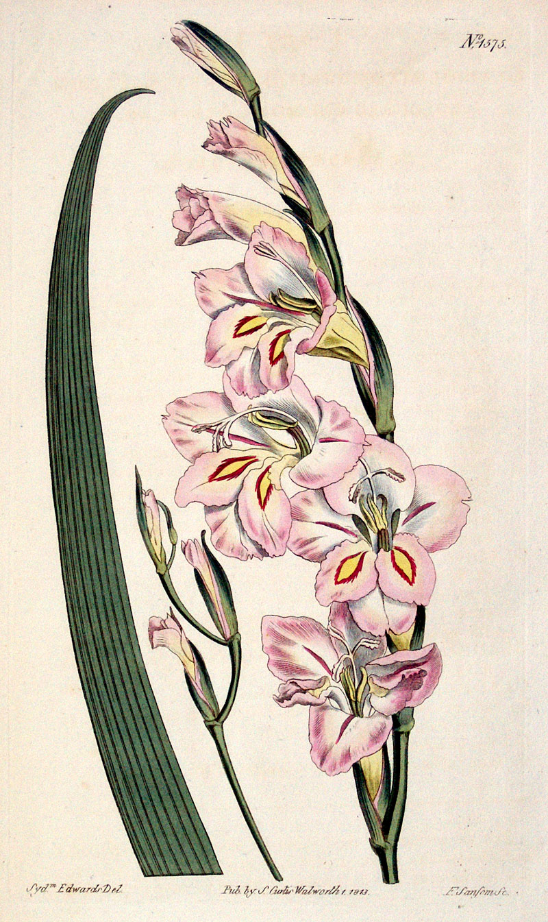 Curtis Botanical Engraving - 1813 - Gladiolus