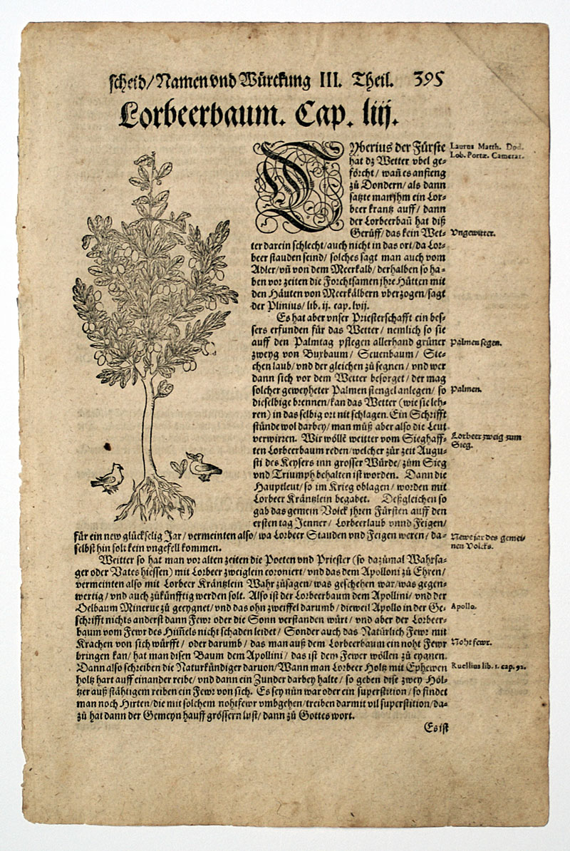H Bock c. 1546 1st Edition -  Laurel Tree with 2 Birds!