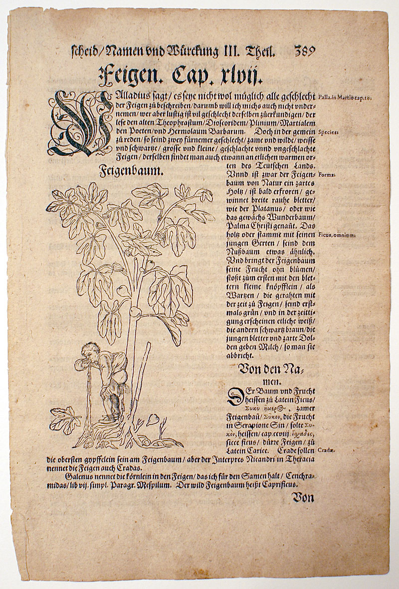 H Bock c. 1546 1st Edition - Fig Tree