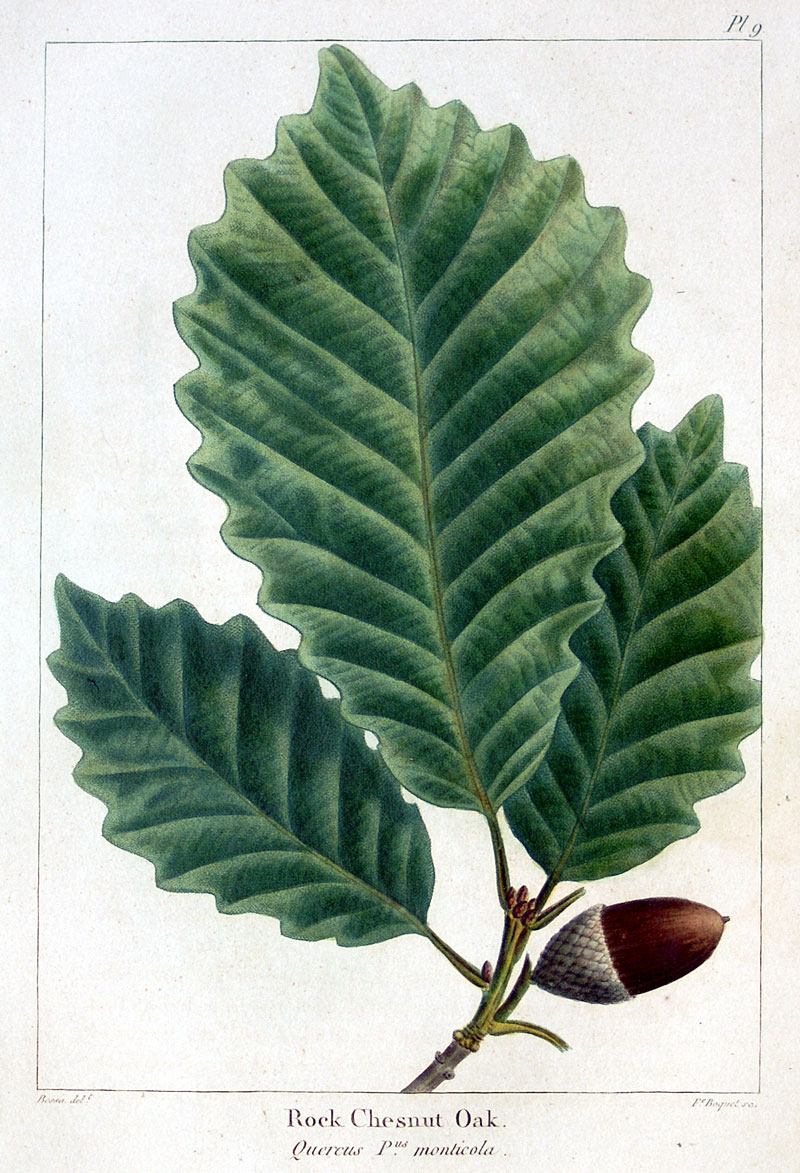 American Tree Leaves - 1857 Michaux - Rock Chestnut Oak