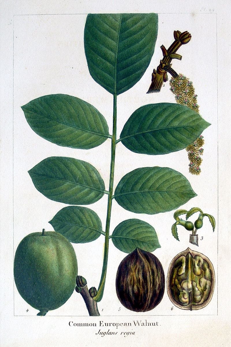 American Tree Leaves - 1857 - Michaux - European Walnut