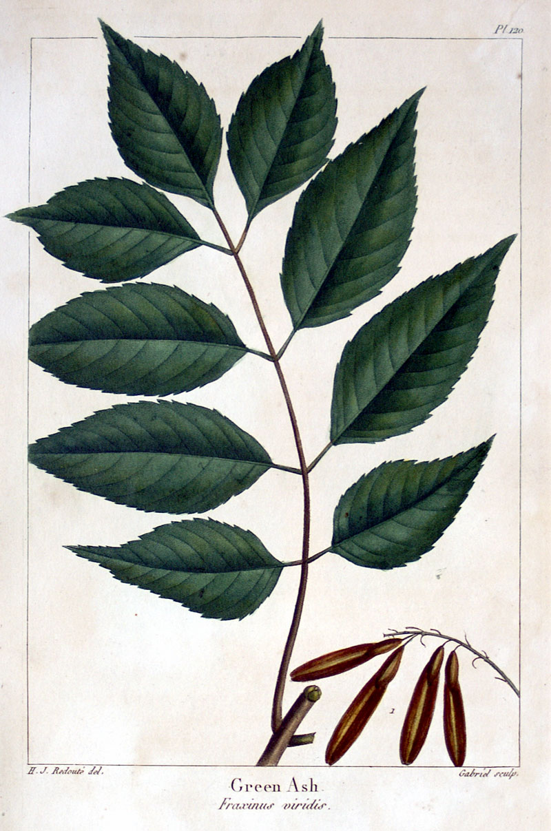 American Tree Leaves - 1857 Michaux - Green Ash