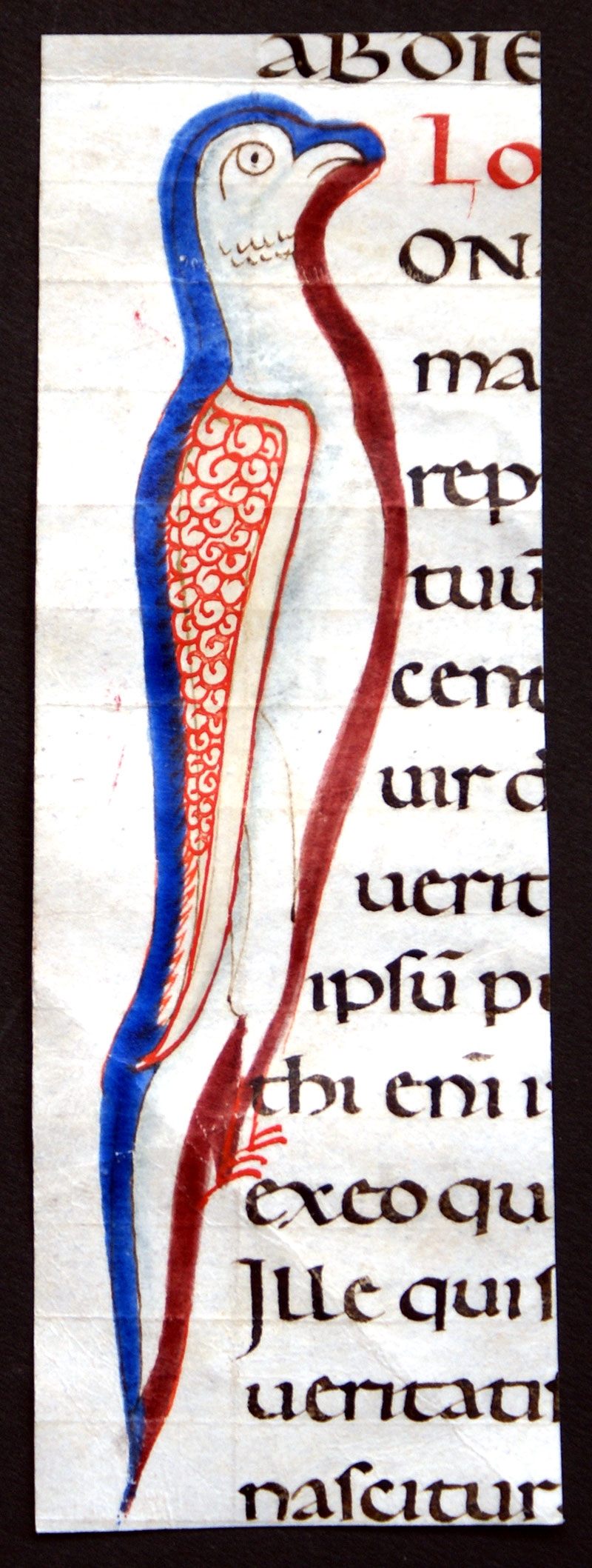 c. 1050-1100 illuminated initial & Carolingian Script - Falcon